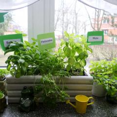 ZIELONY OGRÓDEK ETAP III